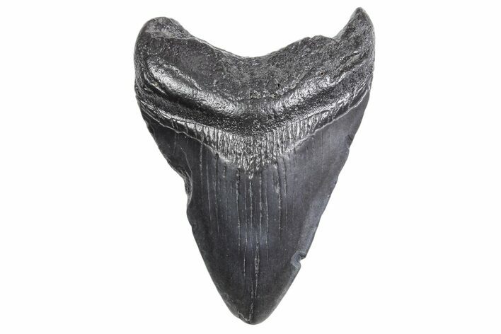 Bargain, Fossil Megalodon Tooth - South Carolina #358999